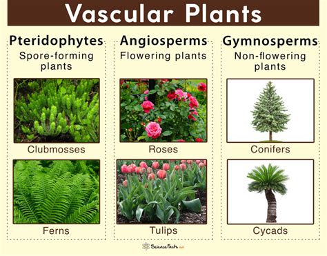 vascular plant意思|Vascular Plants: Definition, Classification ...